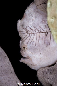 Frogfish, Portrait by Marco Fierli 